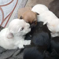 شش قلاده توله پشمالودوماده وچهارنربه فروش میرسد3ت|سگ|زاهدان, |دیوار