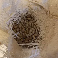 فروش لوبیا چیتی|خوردنی و آشامیدنی|بندرعباس, |دیوار