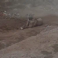 توله‌سرابی‌ماده‌۴‌ماهه