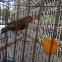 سهره قناری|پرنده|مبارکه, |دیوار