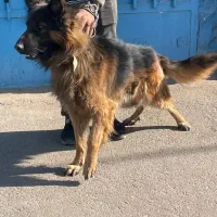 سگ ژرمن شیپر