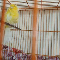 قناری نر فر آجی وپرتقالی رسمی