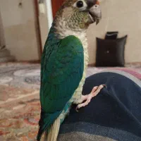 گمشده
