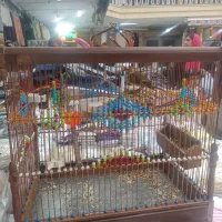 انواع سهره قناری چهار گل قفس چوبی وغیر، تماس|پرنده|مشهد, عنصری|دیوار