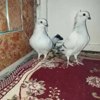 شامی|پرنده|زرین دشت (فارس), |دیوار