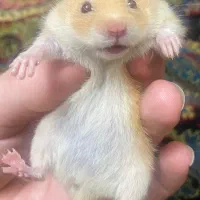 همستر نارنجی