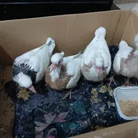 جوجه کبوتر طوقی