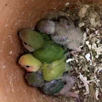 عروس هلندی و برزیلی قیمت مناسب|پرنده|قروه, |دیوار