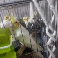 ی جفت عروس هلندی مولد و ی زعفرونی