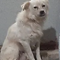 سگ پاکوتاه