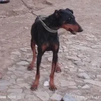 دوبرمن اصل