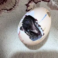 تخم بوقلمون نطفه دار و تخم مرغ نطفه دار