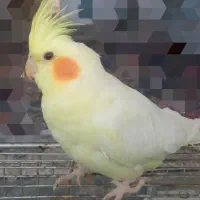 عروس هلندی نر