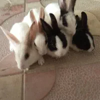 چند عدد خرگوش