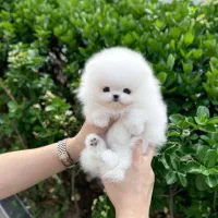 توله سگ پامر خرسی و عروسکی ۱۰ م