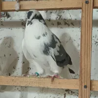 فروش ۳۰۰ تا کفتر یجای گنجه بری