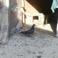 جوجه جیر پلاکی ب شرط|پرنده|اصفهان, جلالیه|دیوار