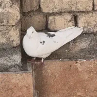 نر خال شستی قدیم|پرنده|گلپایگان, |دیوار