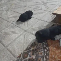 توله چاو چاو