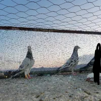 کبوتر|پرنده|مشهد, محمدآباد|دیوار