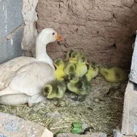 غاز جوان محلی|حیوانات مزرعه|شیراز, دودمان|دیوار