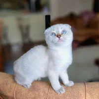 گربه اسکاتیش چشم ابی