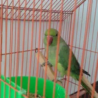 طوطی ملنگو ماده
