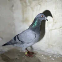 نر المانی سبز درشت مست