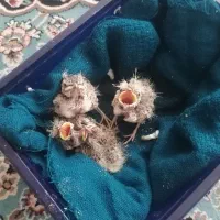 چهارعدد سهرخاکی شاه