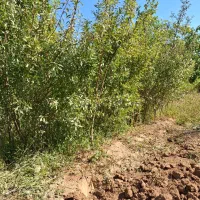 نهال بادام|خدمات باغبانی و درختکاری|سلماس, |دیوار