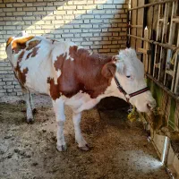 گاو|حیوانات مزرعه|کرخه, |دیوار