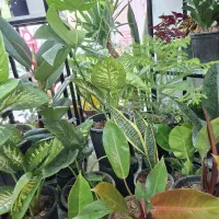 گل آپارتمانی با کیفیت و قیمت مناسب