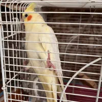 عروس هلندی بالغ لوتینو