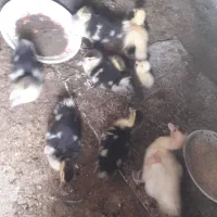 مرغ واردک