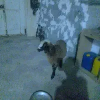 بره|حیوانات مزرعه|برازجان, |دیوار