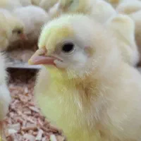 کارگر مرغداری