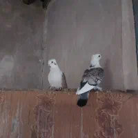 کبوترزینتی ۵۰عددبلژیکی ناب شامی سیاه چشم ونوک سفید