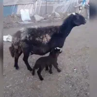 میش افشاری