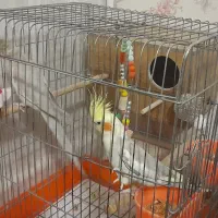 یه جفت عروس هلندی بالغ همراه قفس و لانه