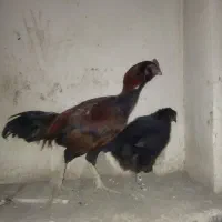 خروس وماکیان فروشی|حیوانات مزرعه|سراوان, |دیوار