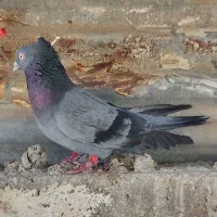 گرفتنی|پرنده|خرمشهر, |دیوار