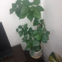 گل  ختمی وگل مصنوعی