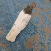 کبوتر کله|پرنده|بجنورد, |دیوار