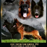 سگ ماده (۲.۵)سالع فوریی ق.یمت استثنایی|سگ|تهران, باغ فردوس|دیوار