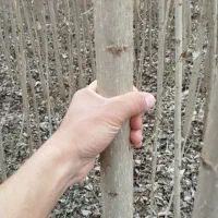 صنوبر 4 ساله