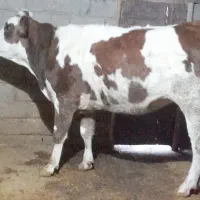 گاو ،گوساله ،تلیسه سیمینتال