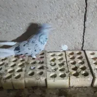 یک جفت ماده دم سفید