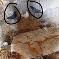 به دلیل نبودن جا