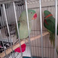 دو عدد شاه طوطی نر