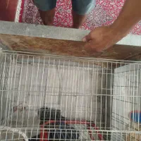 قفس بزرگ برای هر پرنده ای